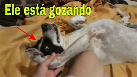 gozando na buceta da cachorra|Garoto safado metendo na buceta da cadela